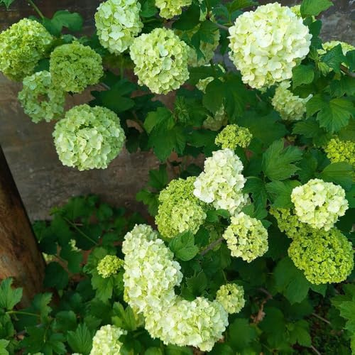 Semillas de hortensia bola nieve, variedades antiguas decoración semillas cobertura del suelo mariposas invernaderos balcón jardín 90pcs