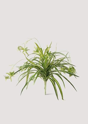 Natural Touch Fake Spider Plant - 32