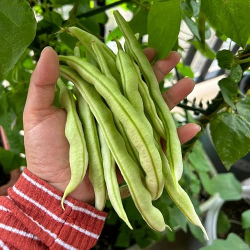 semillas de frijol arbustivo - organicas exóticas jardín 150pcs