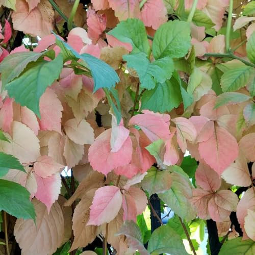 50 Pcs Wilder Wein Pflanze Winterhart Samen - Gartendeko Für Draußen Dekopflanzen Creeper Jungfernrebe Samen, Winterharte Pflanzen Für Balkon Exotische Pflanzen Winterhart Bonsai Samen,