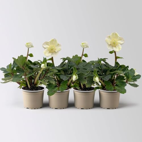 Christrose Mini, weiß, Topf-Ø 6 cm, 4 Pflanzen