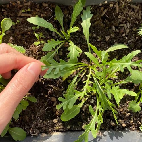 semi di rucola, resistente - giardino, varietà antiche, appartamento purificatrici 600pcs