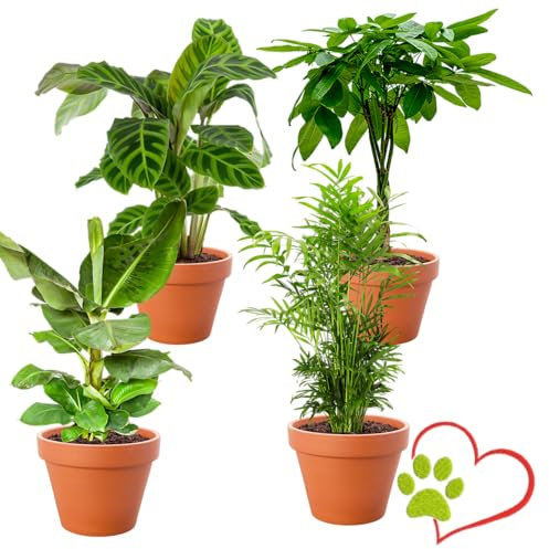 Lot de 4 plantes “Pet Friendly”, +/- 30–60 cm, ø 12–15 cm pot, Palmier d’intérieur, Bananier, Arbre à monnaie, Calathea, non toxique & sans danger pour les animaux