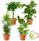 Set de 4 Plantas “Apto para Mascotas”, +/- 30–60 cm, ø 12–15 cm maceta, Palmera de Salón, Planta de Plátano, Árbol del Dinero, Calatea, no tóxico y apto para mascotas