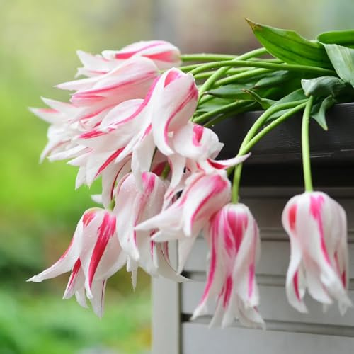 Bulbi di tulipano resistenti per giardini rocciosi varietà antiche biologiche rare rialzata di primaverili tappezzanti in vaso arredamento del soggiorno 4pcs
