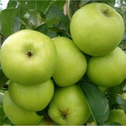 1 x Greensleeves Apple Tree 4-5ft, in a 6L Pot, Self-Fertile,Sweet,Crisp & Juicy