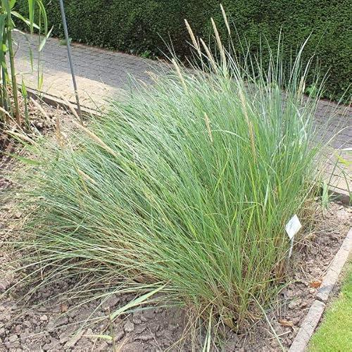 6x Ammophila arenaria – Vaso 9x9 cm – pianta ornamentale robusta per dune e giardino