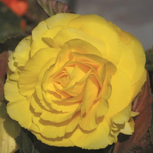 Gefüllte Begonie Gelb | 3 Stück | Knolle | Topfpflanze | Geeignet für Kübel | Gelb | 100% Blütegarantie | QFB Gardening