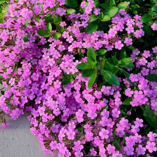 semillas Saponaria officinalis jardín de balcón parterre de silvestres balcón decoraciones jardín para exteriores verano decoración interior oficina 120pcs