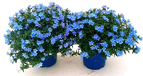 POWERS TO FLOWERS - 2 LITODORA PIANTE VERE, vaso 15cm, piante vere