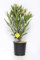 Plantì NERIUM OLEANDER, Oleander Echte Outdoor-Pflanzen zur Dekoration städtischer Umgebungen, Immergrüne Heckenpflanzen mit glänzenden und ledrigen Blättern Topfdurchmesser 19 cm (Elfenbeingelb)