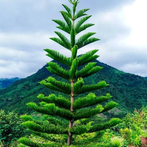 araucaria araucana - semillas de perennes resistentes de jardín bonsái semillas jardín del balcón 125pcs