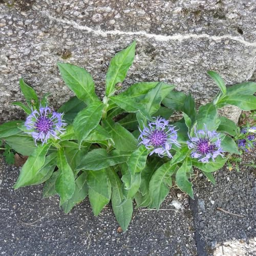 semi di fiordaliso selvatico - decorazione del giardino esterno biologici rara varietà tradizionali 250pcs