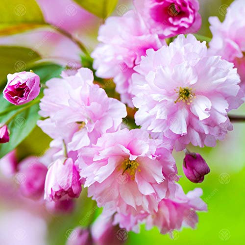 GardenersDream Prunus 'Kanzan' Plant - Ornamental Japanese Cherry Blossom Tree - Outdoor Garden Ready Large Plant - Outdoor Flowering Shrub for Garden (5-6ft incl. 12L Pot)
