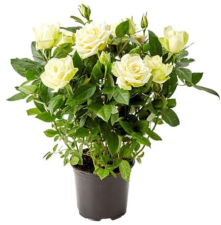 DECOALIVE Rosal Mini Blanco Planta Natural con Flores Blancas Rosas Blancas