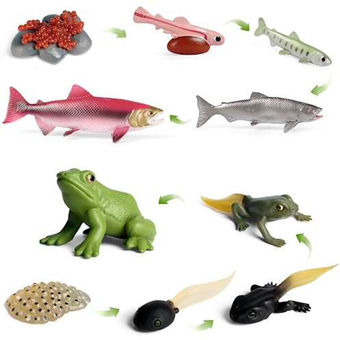 SIENON 10pcs Animal Life Cycle Figurines of Frog and Salmon Fish-Plastic Animal Growth Cycle Kit Egg Tadpole to Frog Montessori Lifecyle Toy Figures Learning Tools School Project Cake Topper for Kids