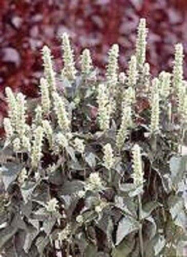 50+ graines d'hysope d'agastache blanche/graines de fleurs vivaces
