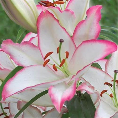 Lilien blumenzwiebeln/Lilien zwiebeln winterhart mehrjährig - Intensive Farben, Bestes Wachstumsergebnis-4zwiebeln-A