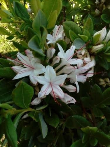 Baumartige Azalee - Rhododendron arborescens - duftend -