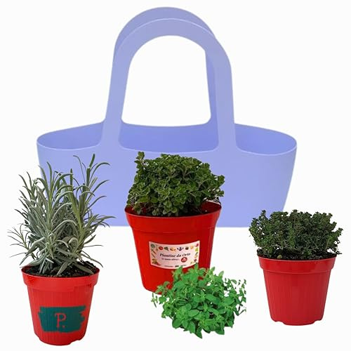 P. Piantine da orto .Borsa LILLA dal design elegante accompagnate da 3 aromatiche,piante vere da balcone,terrazzo,giardino e orto .Idea regalo (LAVANDA,MAGGIORANA,TIMO, 3)