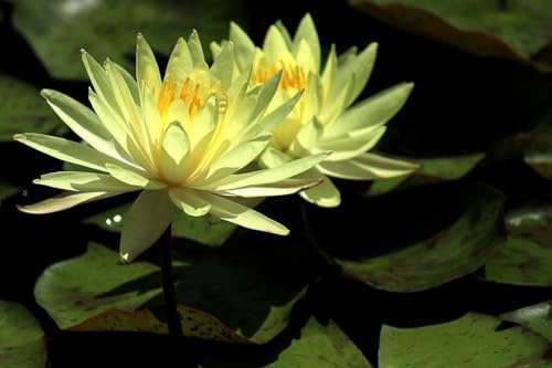 Ninfea Sulfurea pianta viva a radice nuda – Fiore acquatico giallo chiaro – Ideale per laghetti, fontane, stagni – Ninfea rustica resistente, crescita facile, spedizione veloce
