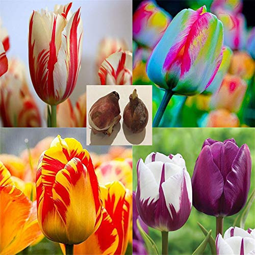 Tulip Bulbs-Romantic purple flowers, wonderful gardening planting flowers, surprise Valentine's Day gifts-15 Bulbi:Seeds only