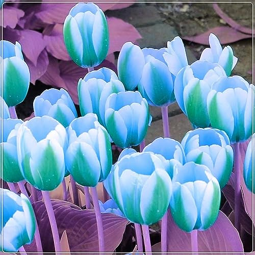 Green and White Tulip Bulbs for Planting - Easy to Grow Rare Green Rembrandt Tulips (5 Bulbs)