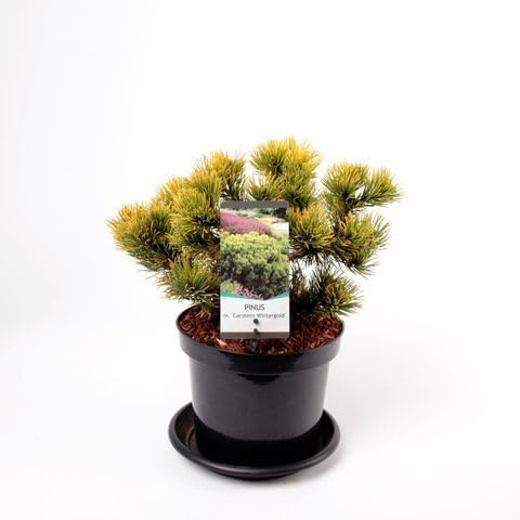 Pinus mugo Carstens Winter Gold - Pianta Alberello Mini Albero Conifera nana