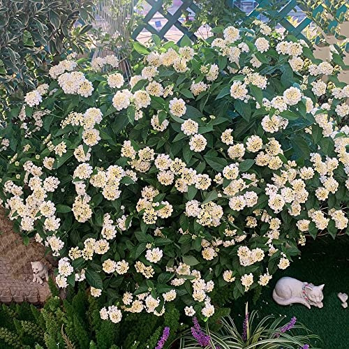lantana - Cubresuelos resistentes (Lantana camara) en invernaderos de balcón con, de, exóticas trepadoras raras cortadas 150semillas