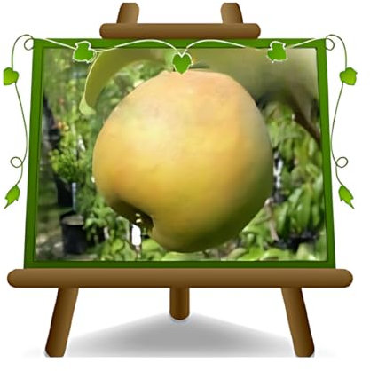 poirier poires Passe Crassana plante fruitière vieux sur un pot de 26 max 200 cm - 4 ans