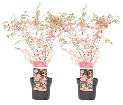 Plant in a Box - Acer Palmatum Taylor - Höhe 50-60cm - 2er Set - Japanischer Ahorn Winterhart - Ahorn Baum - Topf 19cm