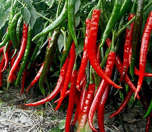 nulala 1000pcs Chili Pepper 'Joe's Long' Chili Samen heißer Chili Pfeffer Samen Gemüsesamen