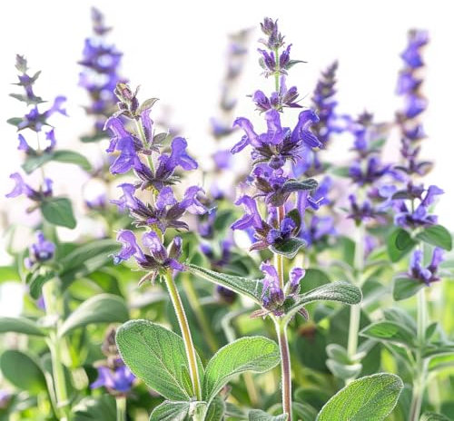 40 Samen Salbei Officinale SemiSauvage Permaculture