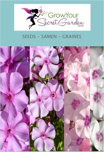 Phlox paniculata 'nouveau hybride' - Phlox de Drummond - vivace