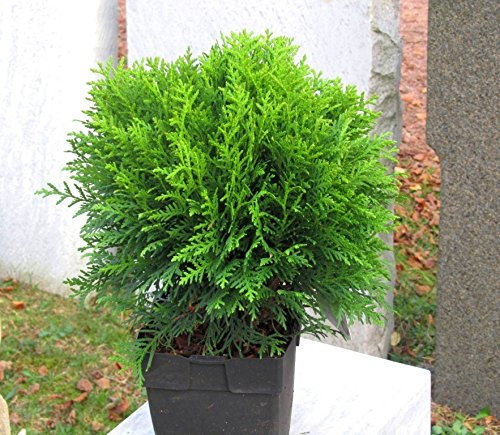 Thuja occ. 'Danica' - kugeliger Zwerg-Lebensbaum -Zwergkonifere langsam wachsend im 17 cm Topf