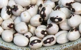 FAGIOLO AQUILA-LUPINARO-SEMI..