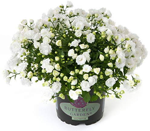 POWERS TO FLOWERS - CAMPANULA BIANCA, pianta vera