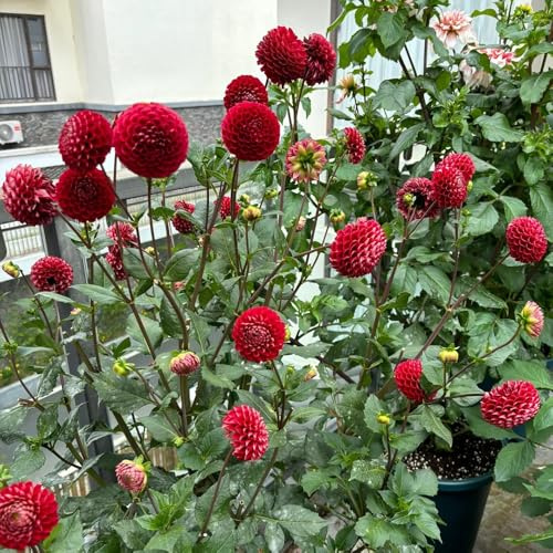 tubérculos de dalia - Decoraciones jardín exteriores resistentes 6pcs