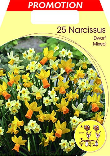 BULBI AUTUNNALI NARCISI DWARF MIXED CONFEZIONE DA 25 BULBI BULBS BULBES