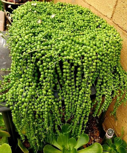 Nouveau frais 70 pcs Perle Chlorophytum graines de plantes