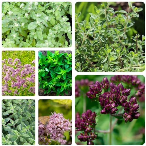 semi di maggiorana perenni - giardino, balcone resistenti interno 300pcs
