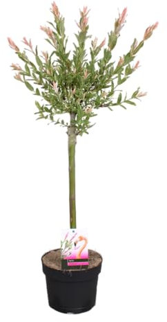 Bloomique - Salix integra 'Flamingo' - Saule panaché - Plantes de jardin - Rustiques - 60-80 cm de haut - Pot 17 cm