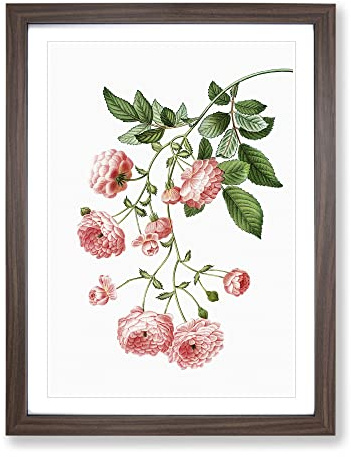 Rambler Roses By Pierre Joseph Redoute Vintage Framed Print | A4 Walnut Framed Wall Art | Ready to Hang | Classic Nature Picture | Living Room Bedroom Lounge Office