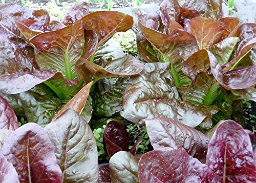 1000 ROUGE DE HIVER Laitue romaine GRAINES 2018