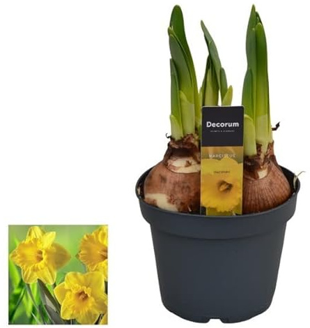 Narcissus - Plantas Viva - Flores Amarillas - Bulbo de Primavera - Flores Naturales