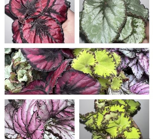 Begonia Rex | Mixed Colour Leaf Variety Starter Pack | Bare Root Plants | 6 Plants, 4 Varieties