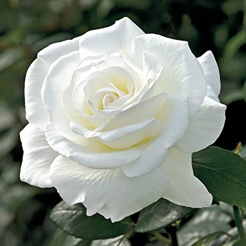 BRECK'S - John F. Kennedy Dormant Bare Root Hybrid Tea Rose, Includes one Plant per Order