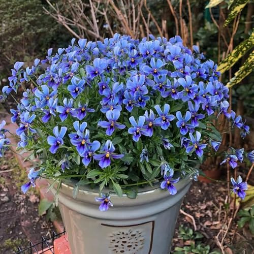 semi di viola del pensiero, balcone in vaso recisi giardino roccioso serre decorazioni per esterni interna arredamento 500pcs