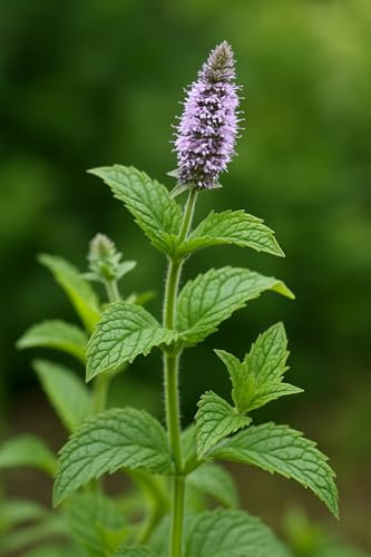 250 graines Aromatiques à semer - Le Grenier d'Abondance - MENTHE Poivrée - Mentha piperita