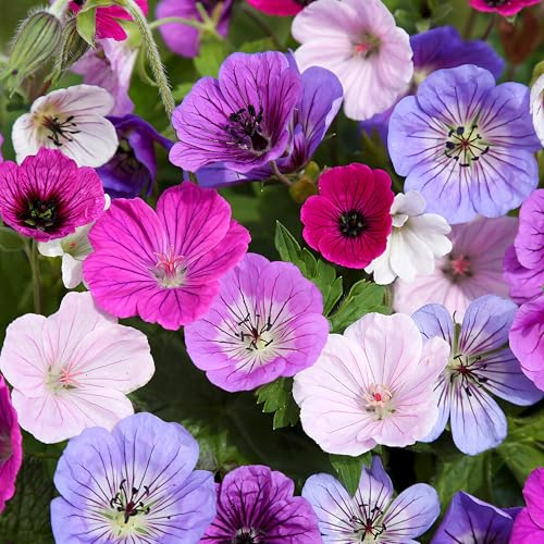 GardenersDream 3x Piante di Geranio in Vaso – Piantine da Giardino Colorate in Blu, Rosa, Viola, Rosso e Bianco – Gerani Perenni Resistenti da Esterno per Giardino (incl. Vaso 11 cm)